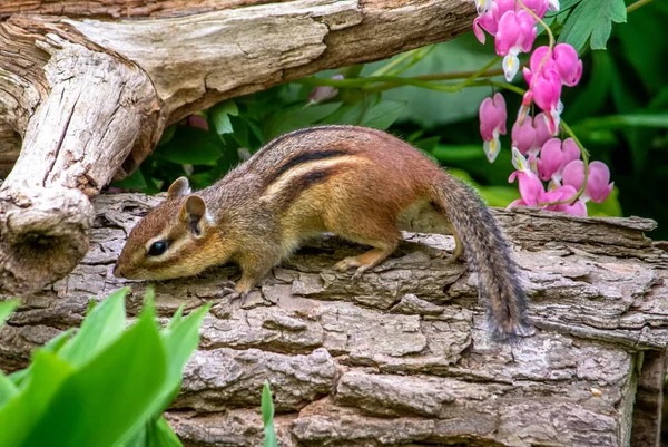 Young Chipmunk Searches Food Pretty Green Garden — Stockfoto