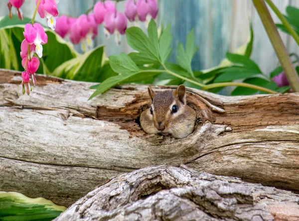 Chubby Cheeked Chipmunk Looks Out Hollow Log Her Cheeks Filled — Stock fotografie