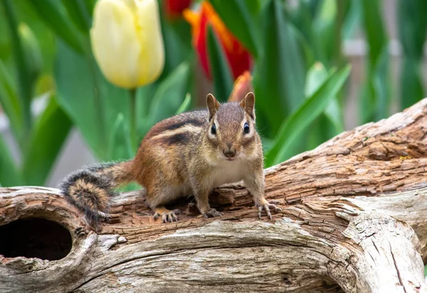 Cute Little Chipmunk Stands Alert Hollow Log Springtime Garden Tulips — стоковое фото