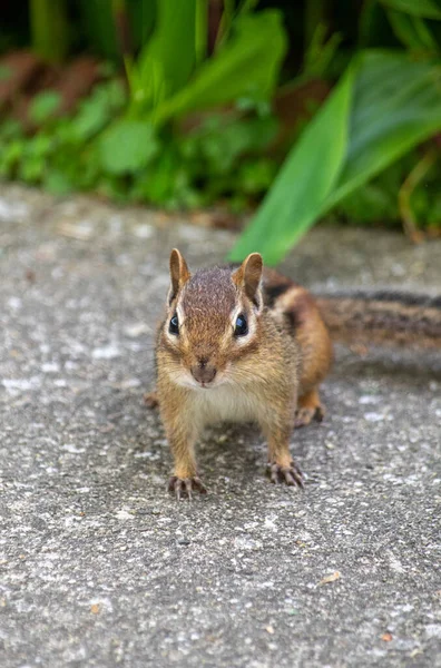 Friendly Chipmunk Pops Out Green Flowerbed Greet You Beg Sunflower — Stock fotografie