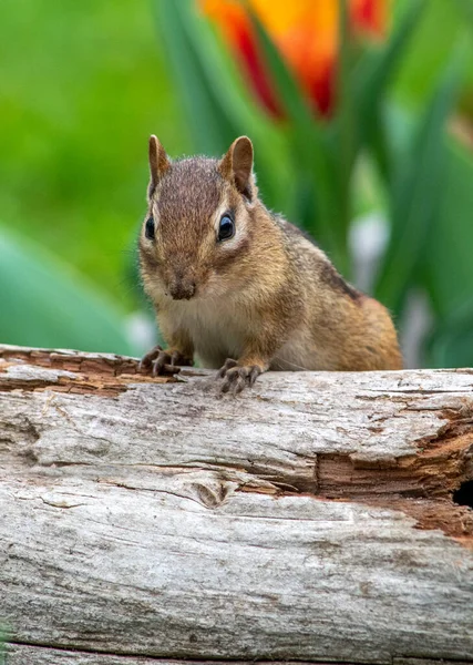 Alert Chipmunk Scampers Hollow Log Green Garden — Foto de Stock