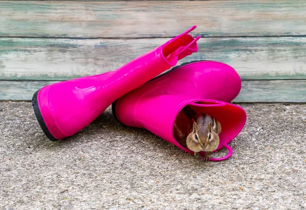 Happy Chipmunk Crawls Out Bright Pink Pair Work Boots — ストック写真