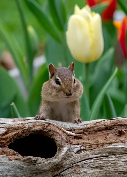 Chubby Chipmunk Peeks Edge Hollow Log Spring Time Garden — стоковое фото