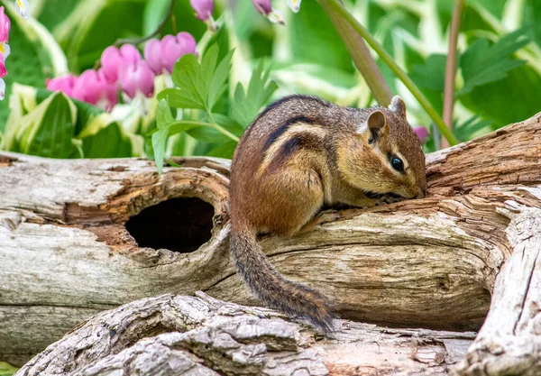 Chipmunk Checks Out Rustic Hollow Log Looking Seeds Bugs Eat — стоковое фото