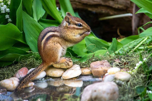 Small Chipmunk Rodent Stands Rocks Tiny Pond Hollow Log — Fotografia de Stock