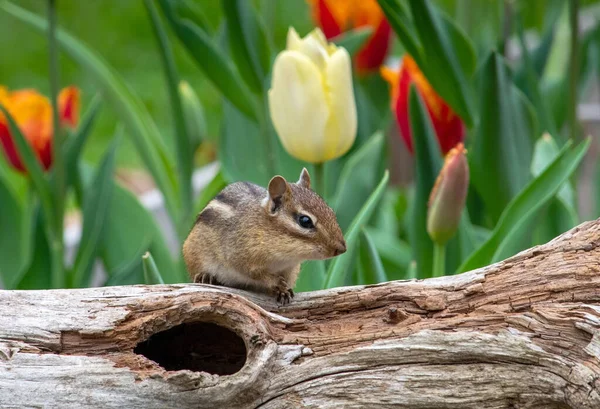 Small Chipmunk Also Called Ground Squirrel Climbs Hollow Log Spring — Stock Fotó
