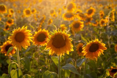 sunflowers glow in this golden field in Michigan USA
