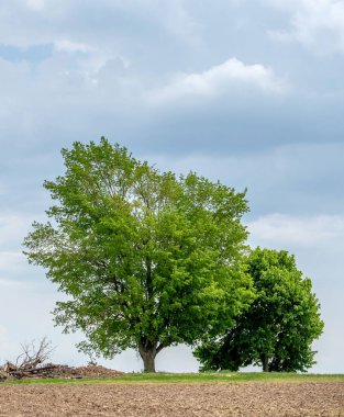 Michigan 'da bir tarım alanının hemen kenarındaki tepenin üzerinde iki büyük ağaç duruyor.