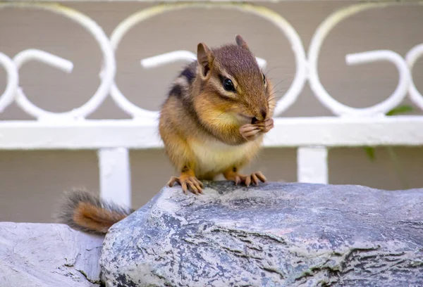 Schattig Knaagdier Zit Een Rots Kauwt Een Zonnebloem Zaad — Stockfoto