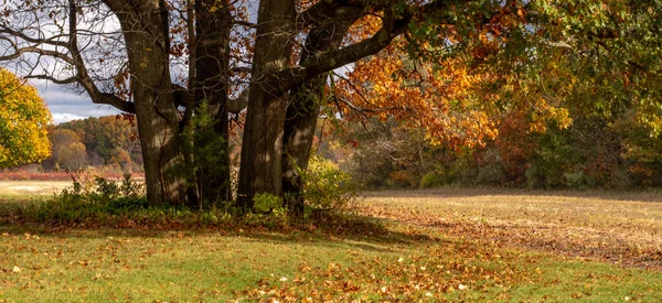 Colorful Autumnal Woods Leaf Strewn Field Michigan Usa — Φωτογραφία Αρχείου