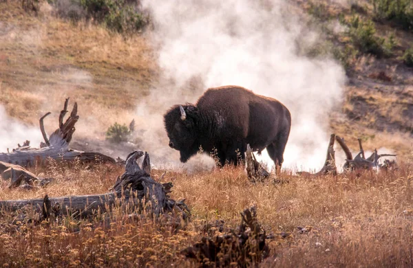 Ein Büffel Yellowstone Steht Warmem Dampf — Stockfoto