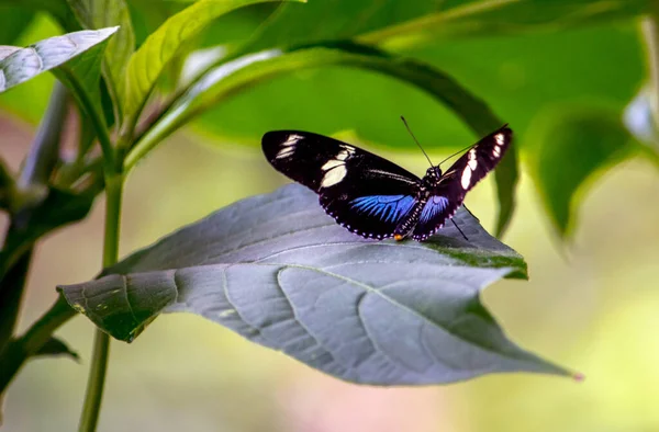 Mariposa Negra Blanca Azul Delicate Black White Insect Strip Deep — ストック写真