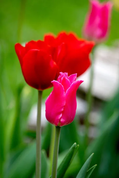 Tulipas Rosa Vermelha Crescem Jardim Primavera — Fotografia de Stock
