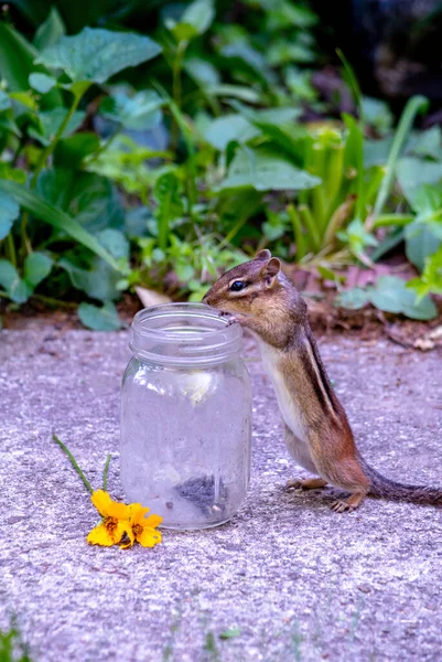 Small Chipmunk Sees Delicious Sunflower Seeds Bottom Glass Jar Now — Fotografia de Stock