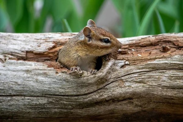 Cute Chipmunk Pops Out Hole Hollow Log — Stockfoto