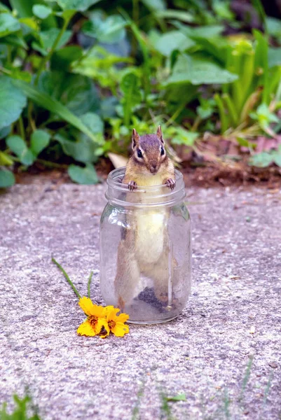 Tiny Rodent Stands Glass Jar Still Holds Bit Sunflower Seeds — Stock Photo, Image