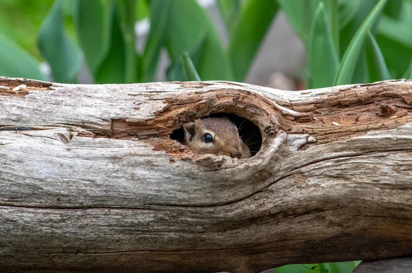 Face Furry Chipmunk Peeks Out Hollow Log — 图库照片