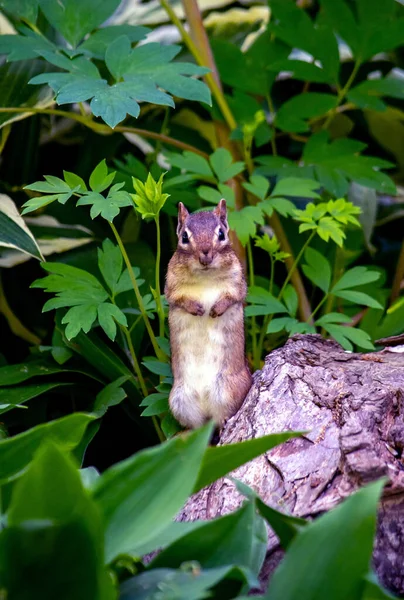 Pequeña Ardilla Queda Quieta Mientras Intenta Mezclarse Con Verde Esconderse — Foto de Stock