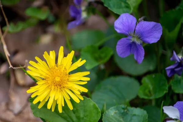 Some First Signs Spring Arrival Dandelions Wild Violets — 图库照片