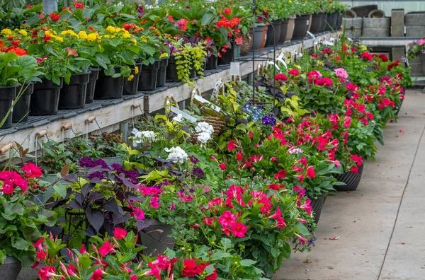 Potted Flowers Plants Line Colorful Garden Center Promising Spring Finally — Stockfoto