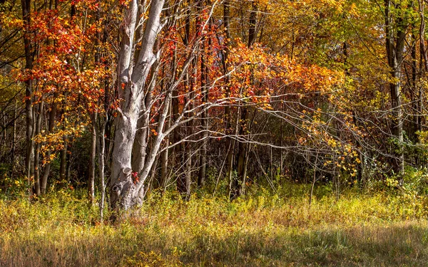 Die Natur Malt Sie Herbst Freien Buntes Laub Und Die — Stockfoto
