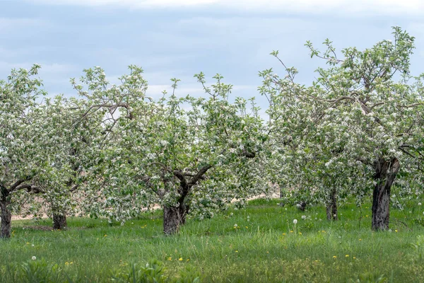 Lkbaharın Başlarında Michigan Elma Ağaçları Binlerce Beyaz Çiçekle Kaplıdır — Stok fotoğraf