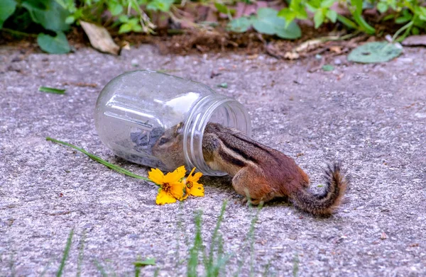 Wild Chipmunk Knocks Jar Sunflower Seeds Get Delicious Nibbles — Stock fotografie