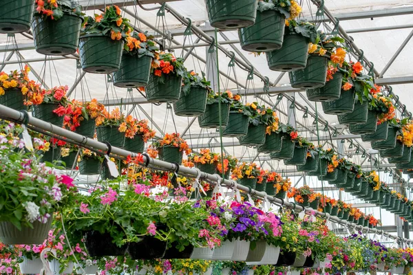 hanging baskets are for sale in a large green house at a garden center
