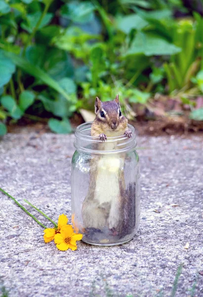 Old Glass Jar Holding Sunflower Seeds Also Holds Small Chipmunk — Stock Photo, Image
