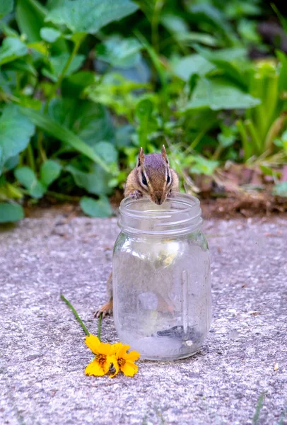 Small Chipmunk Peers Glass Jar Looking Longing Bit Sunflower Seeds — Stock Photo, Image