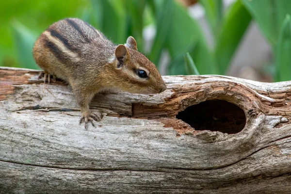 Schattig Klein Eekhoorntje Onderzoekt Een Holle Stam Als Een Mogelijke — Stockfoto