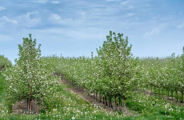 Pfirsichbäume Stehen Michigan Usa Voller Blüte Und Versprechen Süße Früchte — Stockfoto