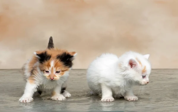 Een Paar Kleine Kittens Uit Hetzelfde Nest Verkennen Een Nieuw — Stockfoto