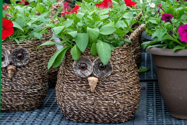 Adorable Owl Baskets Hold Pretty Petunia Plants Garden Market — Stockfoto