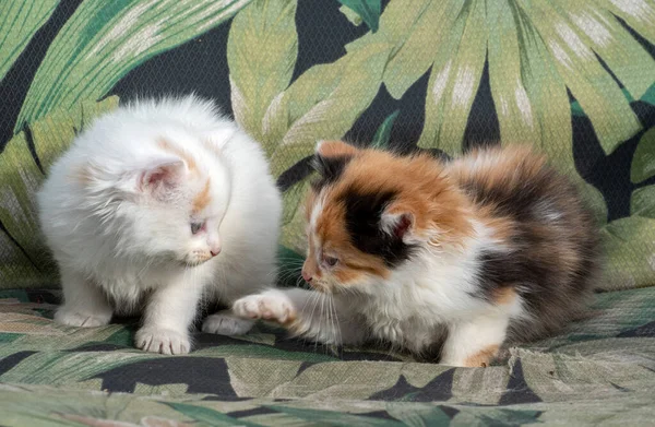 Pair Kittens Have Fun Playing Sit Outdoor Chair Patio — Stok fotoğraf