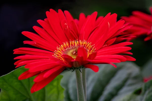 Closeup Beautiful Red Gerbera Daisy Bright Double Yellow Ring Its — Stock Photo, Image