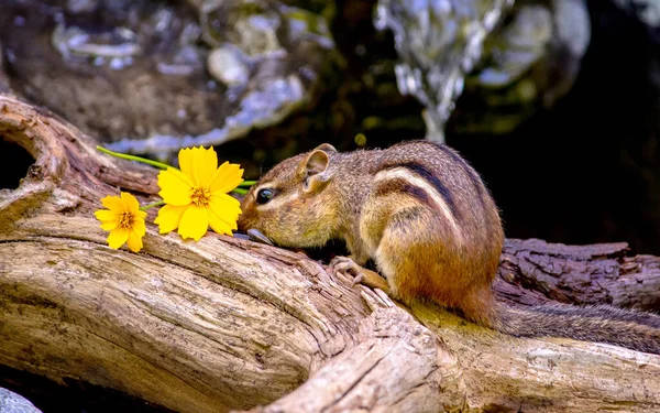 Mollige Eekhoorn Ruikt Gele Bloemen Als Loopt Een Holle Log — Stockfoto