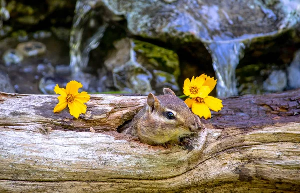 Surprised Chipmunk Looks Whomever Left Yellow Flowers Her Hollow Log — Foto de Stock