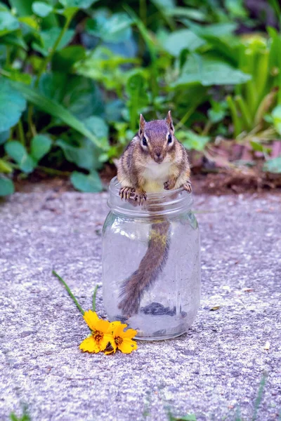 Smug Chipmunks Sits Edge Glass Jar Nearly Empty Sunflower Seeds — Fotografia de Stock