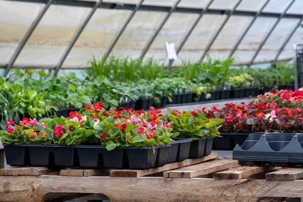 Trays Flats Flowering Plants Sale Springtime Nursery Green House — Stock Photo, Image