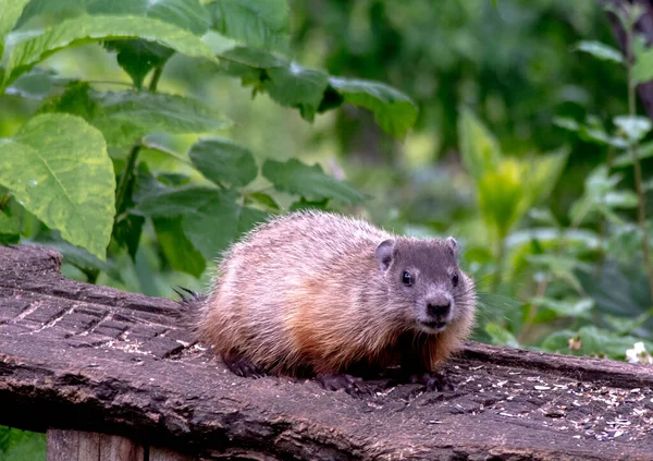 Chubby Young Woodchuck Rests Wood Slab Nature Center Munches Seeds — Stockfoto