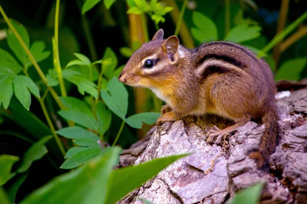 Small Chipmunk Quietly Sits Log Watches All Her - Stok İmaj