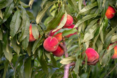 Güzel Michigan şeftalileri bu büyük meyve bahçesinde ağaçlarda yetişir.
