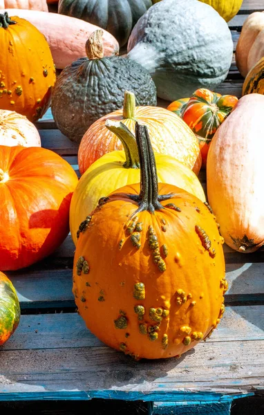 Verschiedene Herbstkürbisse Und Kürbisse Für Dekorationen Kuchen Und Suppen — Stockfoto
