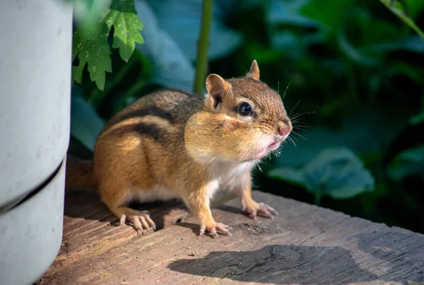 Chubby Chipmunk Cheeks Full Seeds Hides Potted Plants Wood Dec — Stock Photo, Image