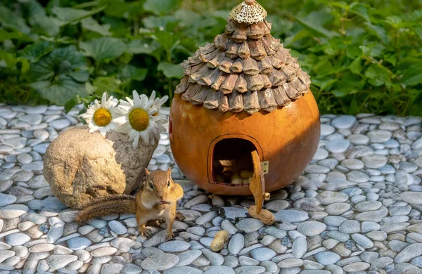 Küçük peri evi yer fıstığı ve ayçiçeği tohumlarıyla dolu ve küçük şirin bir sincap...