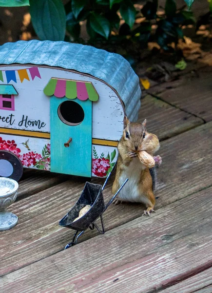 Chipmunk Chews Peanut Cute Campsite Home — Stock Photo, Image