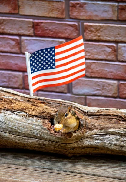 Ardilla Come Cacahuetes Bajo Una Bandera Americana Julio — Foto de Stock