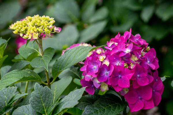 Beautiful Close Hydrangea Flowers Summer Michigan Garden — Stock Photo, Image