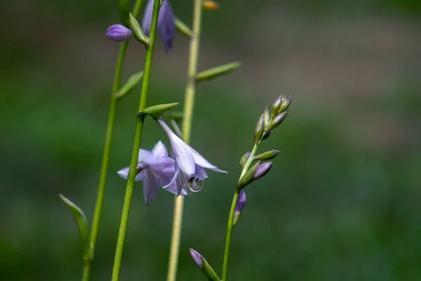 Tiny Purple Flowers Grow Center Hosta Plant All Summertime — Stock Photo, Image